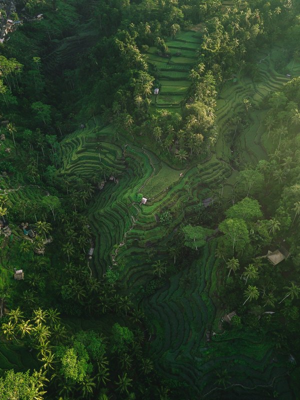 Quels sont les meilleurs circuits pour explorer les rizières en terrasses de Bali?