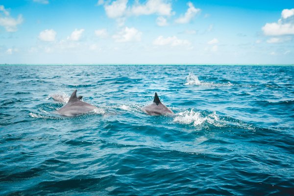 Quels sont les meilleurs spots pour faire de la plongée avec les dauphins en Nouvelle-Zélande ?
